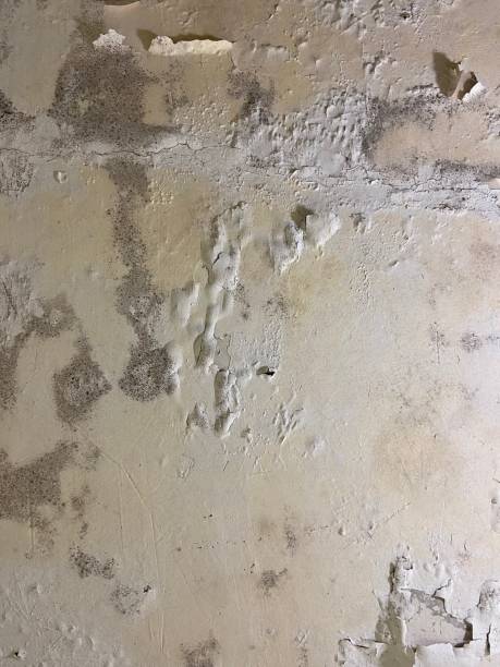 Best Mold Remediation Experts  in Orchard City, CO