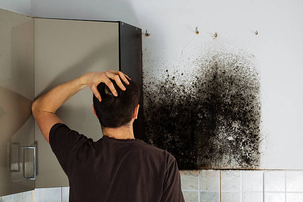Home Mold Removal in Orchard City, CO